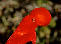 Cock of the rock (Andean) (Rupicola peruvianus) NW Ecuador Cloudforest