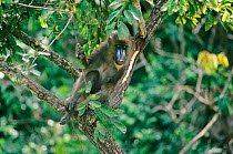 Mandrill, young male (Mandrillus sphinx) Gabon C Franceville Primate Centre