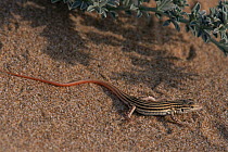 Spiny footed lizard  (Acanthodactylus erythrurus) juvenile, Spain. Found in dunes, endemic to Iberia