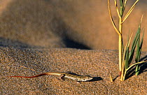 Spiny footed lizard juvenile (Acanthodactylus erythrurus) endemic to Iberia, Spain