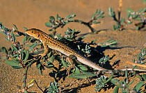 Spiny footed lizard male (Acanthodactylus erythrurus) endemic to Iberia, Spain