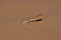 Spiny footed lizard (Acanthodactylus erythrurus) male, Spain. Endemic to dunes of Iberia.
