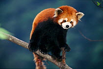 Red Panda up a tree in China. (Ailurus fulgens). Captive.