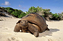 Aldabra tortoise, Grande Terre Island, Aldabra Atoll, Seychelles.