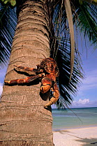 Coconut crab on palm tree trunk, Aldabra Atoll, Seychelles.