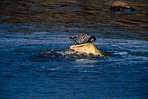 Nile crocodile attacking zebra in water.(Crocodylus niloticus)