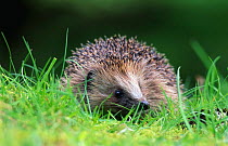 Hedgehog (Erinaceus europaeus) captive at Rehab centre, Scotland