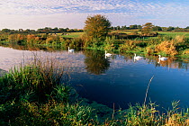 Swans on the River Stour, Sturminster Newton, Dorset, England