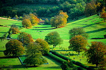 Autumn colours Hambledon Hill. Blandford Forum, Dorset. England countryside