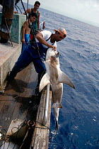 Sandbar shark caught on long line. Mediterranean. Israel Model released.