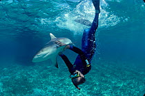Man swims with lemon Caribbean reef shark (Carcharhinus perezi)  Bahamas Model released.