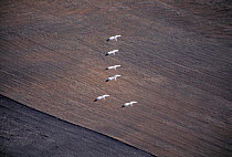 Whooping cranes on migration. (Grus americana) North Dakota, Aerial shot.