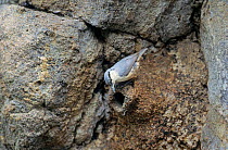 Rock nuthatch at nest hole. (Sitta neumayer) Lesbos, Greece.