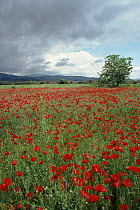 Poppies in meadow. Lesbos, Greece.