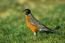 American robin (Turdus migratorius) USA with food for nestlings.