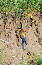 European bee eater at nest hole in sand bank(Merops apiaster) Lesbos, Greece