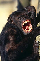 Chimpanzee {Pan troglodytes} calling, Berlin Zoo, captive