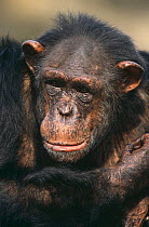 Chimpanzee {Pan troglodytes} Berlin Zoo, captive