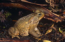 Giant toad (Bufo marinus) Ecuador, South America