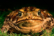 Giant toad (Bufo marinus), Ecuador