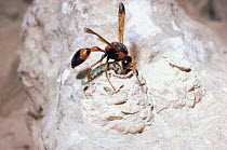 Potter wasp (Delta dimidiatipenne) puts caterpillar prey in nest - food for larva to feed on when it hatches, Israel .