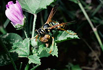 Paper wasp worker takes prey to nest. (Polister gallicus) France