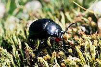 Bloody nose beetle with defence fluid (Timarcha tenebricosa) UK