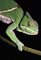 Female chameleon (Chameleo balteatus) Madagascar