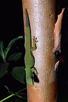 Gecko showing tail regeneration. (Phelsuma quadriocellata) Madagascar.