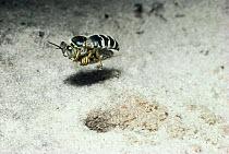 Hunting wasp (Bembix sp) carrying horsefly prey to nest. Kenya, Africa