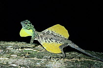Male Flying lizard displaying (Draco volans) Sulawesi,  Indonesia