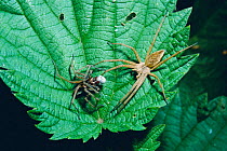 Male Nursery web spider presents gift to female {Pisaura mirabilis} England. Many spiders have to bribe females into mating "nuptial gifts". She will terminate the contract when she's finished eating...