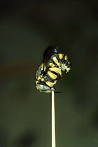 Male bee (Anthidium manicatum) sleeping, attached to plant stem by its jaw, France