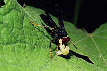 Wasp (Polistes erythrocephalus) chews caterpillar into bolus, Costa Rica.