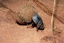 Dung beetle (Scarabeaus aeratus) rolling buffalo dung ball, Kenya.