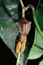 Female Tortoise beetle guards her larvae (Acromis spinifex) Trinidad