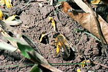 Solitary bee takes pollen to nest (Andrena nigroaenea) UK