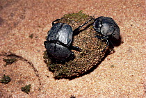 Scarab beetle (Scarabaeus aeratus) attempts to steal dung ball from another, Kenya