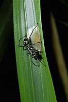 Myrmecium ant mimic spider spinning egg sac. Costa Rica