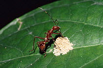 Hylalymenus bug nymph feeding on bird dropping - mimics ant. Tropical rainforest,  Costa Rica