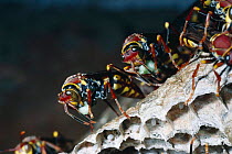 Paper wasp (Polistes versicolor) with food bolus to feed  larvae. Argentina