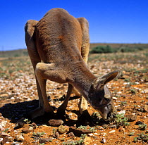 Male Red kangaroo {Macropus rufus} feeding, Fowlers Gap Research Station, New south wales, Australia