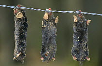 European mole corpses {Talpa europaea} hanging on barbed wire, Glen Clova, Angus, Scotland
