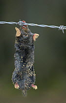 European mole {Talpa europaea} corpse hanging from barbed wire, Glen Clova, Angus, Scotland