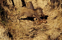 Wild boar (Sus scrofa) scavenging dead monkey carcass, Bandhavgarh National Park, India