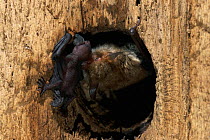 Natterer's Bat (Myotis nattereri) with baby. Germnay