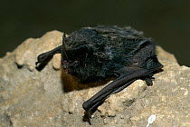 Western Barbastelle bat (Barbastella barbastella) Germany