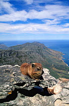 Rock hyrax (Procavia capensis) Cape Point NP, South Africa.