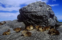 Group of Rock hyrax (Procavia capensis) sunning on rocks, Cape Point NP, South Africa.