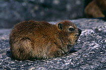 Rock hyrax {Procavia capensis} Cape Point NP, South Africa.